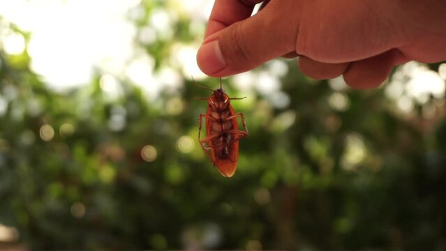 Hand holding dead cockroach with blurry background
