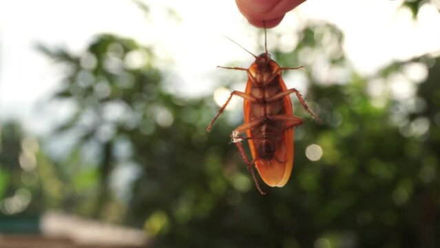 Hand holding dead cockroach with blurry background
