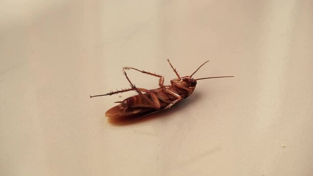 Close up of  dead cockroach on the floor