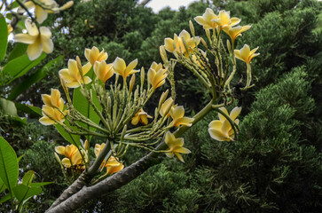 beautiful color authenticity