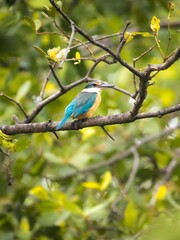blue bird on branch