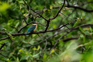 bird on a branch