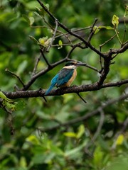 Obraz premium bird on a branch