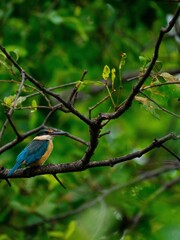 bird on a tree
