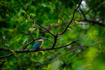 Kingfisher