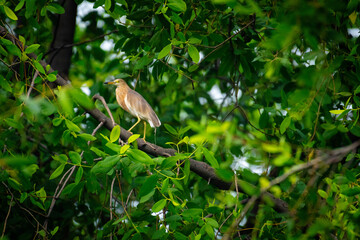bird in the forest