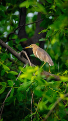 great blue heron in a tree
