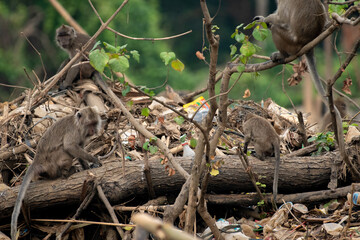 monkey in the forest