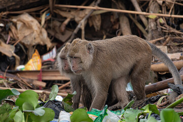 japanese macaque sitting on the ground