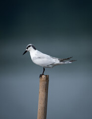 seagull on the pier
