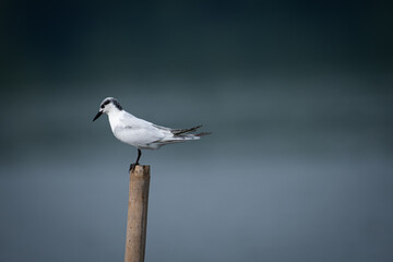 seagull on the pier