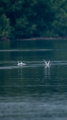 Two seagull in the water