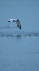seagull in flight