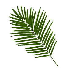 Beautiful hand drawn tropical palm tree leaf clip art stock illustration.