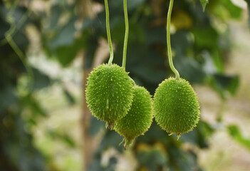 Fresh Green Spine Gourd or Kakrol or Ghee karola in garden