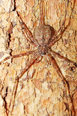 spider on a the tree