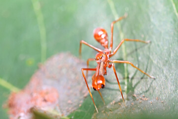 A mimic red ant spider leaf
