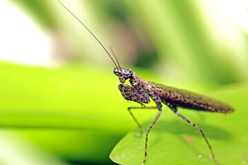 grasshopper on a leaf
