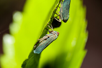 macro of a insect on leaf