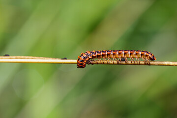caterpillar on a leaf