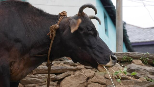 Cow eats hay. Cow feeding on the farm. Rural life. Organic cattle breeding.