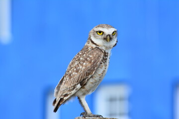 Lechuza , vida silvestre, campo , volar , plumas ,   garras , azul , blanco , carnívoro, posado , poste , 