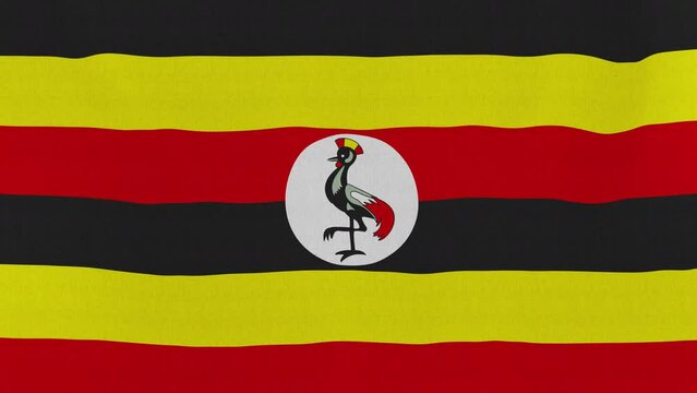 Loopable: Flag of Uganda.

Ugandan official flag gently waving in the wind. Highly detailed fabric texture for 4K resolution. 15 seconds loop.