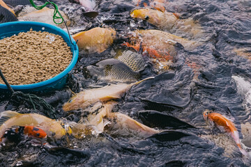 Cages for sturgeon cultivation in natural rivers or ponds