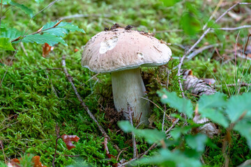 Mushroom boletus in the natural environment in National Park Sumava, Czech Republic.