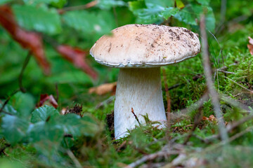 Mushroom boletus in the natural environment in National Park Sumava, Czech Republic.
