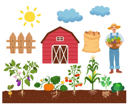 Harvest of vegetables potatoes, corn, pumpkins, tomatoes and various vegetables in ground. Set of vector illustrations in flat style isolated on white. Farmer and barn