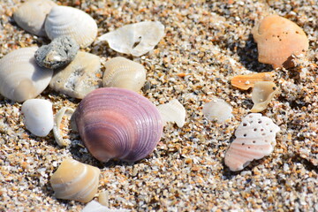 Caracoles en la arena, sol , calor ,almejas , color , púrpura , rosa , blanco, beige , brisa , cálido, 