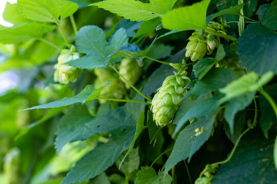 Green fresh hop cones for making beer and bread close up
