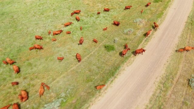 Cattleman Tending Herd Of Beefmaster Cows Grazing On Grassland. aerial drone