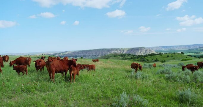 Herd Of Red Angus Cow And Calves Standing And Grazing On The Grassy Hill During The Daytime In Summer With Blue Skies