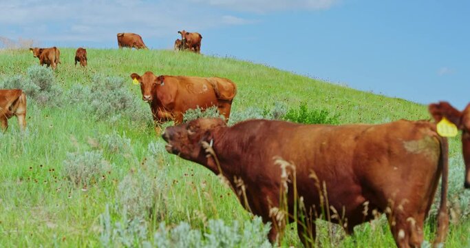 Red Angus Cattle Herd Grazing In The Pasture At Summer Near The Grassy Butte In North Dakota. - close up