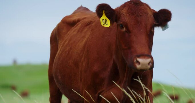 Closeup Of Red Angus, Beef Cattle With Ear Tags Wandering Around In The Pastureland In North Dakota.