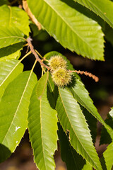 chestnut about to ripen on the chestnut tree branch in early autumn