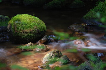 苔むした石