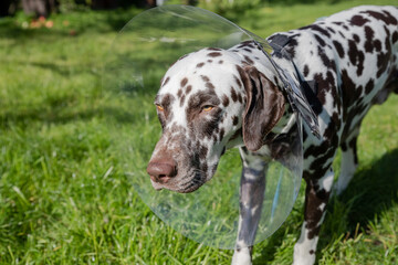 dalmatian dog wearing Elizabethan plastic cone medical collar around neck for anti-bite wound...