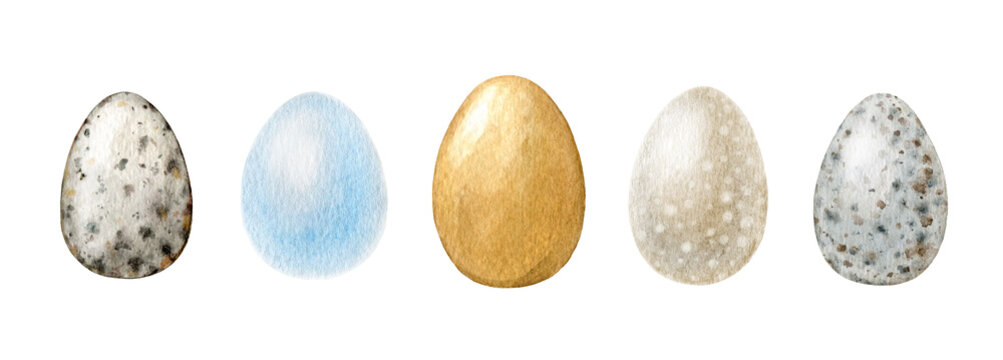 Bird egg watercolor illustration set. Hand drawn various egg collection. Plain and spotted bird eggs element. Isolated on white background