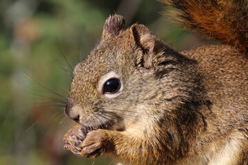 squirrel eating nut, Whitemud Park, Edmonton, Alberta