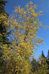 autumn trees in the park