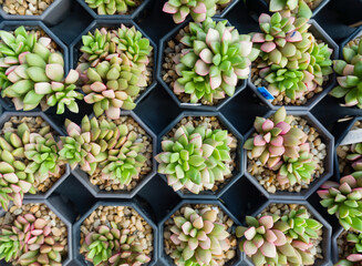 Echeveria Pink Ruby, Succulents plant cultivating in the nursery. Top View.