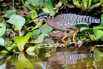 Sunbittern (Eurypyga helias) in mangrove, Pantanal, Mato Grosso, Brazil, South America