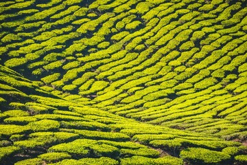 Hill with tea plantations, tea growing, Cameron Highlands, Tanah Tinggi Cameron, Pahang, Malaysia, Asia