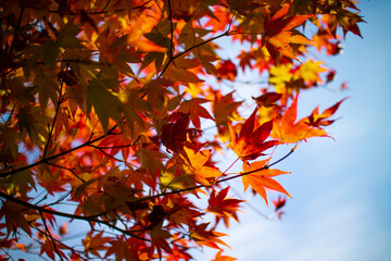 교토의 가을 단풍