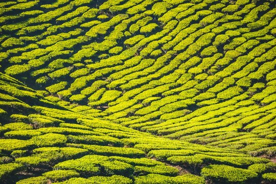 Hill with tea plantations, tea growing, Cameron Highlands, Tanah Tinggi Cameron, Pahang, Malaysia, Asia