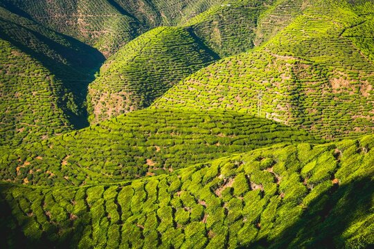 Hilly landscape with tea plantations, cultivation of tea, Cameron Highlands, Tanah Tinggi Cameron, Pahang, Malaysia, Asia