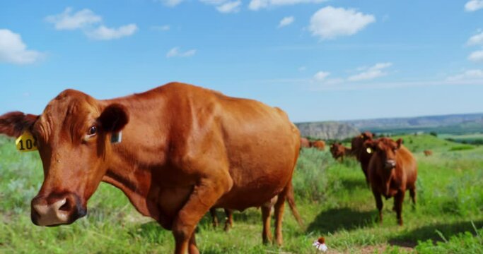 Beefmaster Cow Looking And Walking Towards Camera At The Field. close up